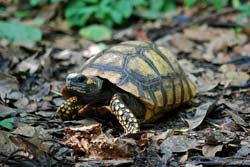 Tortoise Habitats Glass Aquariums are Not Suitable Tortoise Homes Part 1