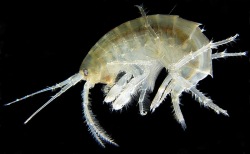 Amphipods (Scuds, Side-Swimmers) as Food for Amphibians and Reptiles