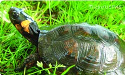 Bog Turtle