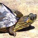 Alabama map turtle