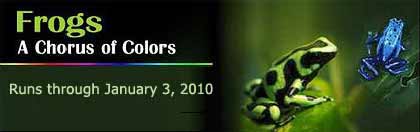 Frogs: A Chorus of Colors