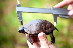 Bog Turtle