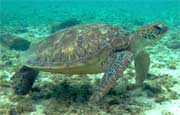 Green turtle on the Great Barrier Reef