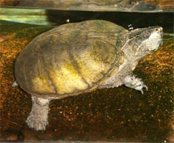 Common Musk Turtle or Stinkpot My Choice for Perfect Pet Turtle