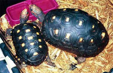 Red-footed Tortoises