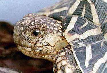 Head of Indian Star Tortoise