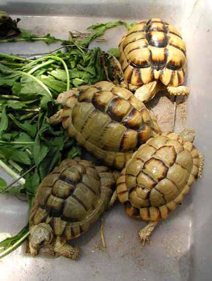 Egyptian-tortoises
