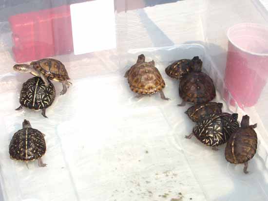 Juvenile box turtles