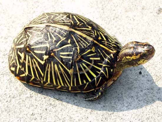Florida box turtle