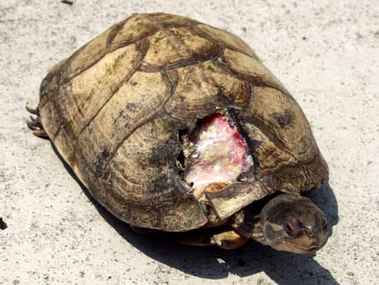 Injured turtle