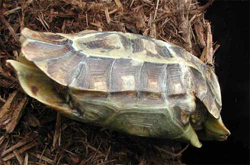 Hingeback tortoise