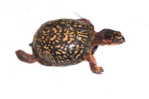 Male-eastern-box-turtle