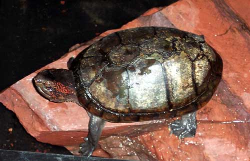 red-cheeked-mud-turtle