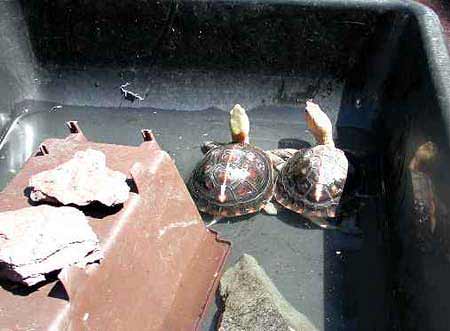 Chinese Box turtles