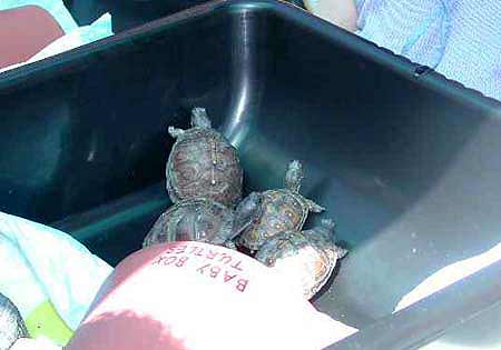 Juvenile three-toed box turtles
