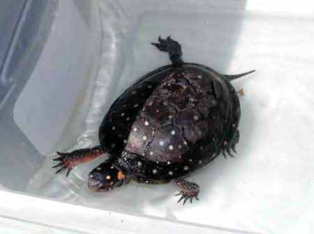 Spotted turtle