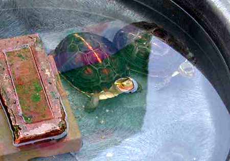 Chinese box turtles