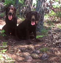 Buster and Sparkyturtle-hunting dogs