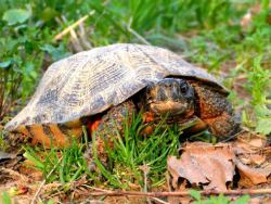 How to Care for American Wood Turtles (with Notes on Natural History)