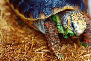 Redfoot Tortoise photo