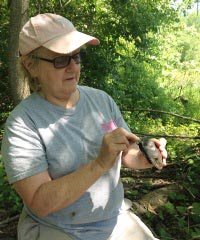 Bonnie Raphael in the field screening bog turtles